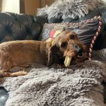 Sausage Dog Moose Hide Chews