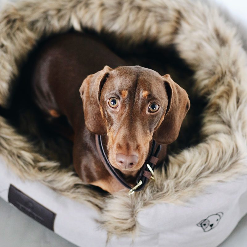 Sausage Dog Bed Cave