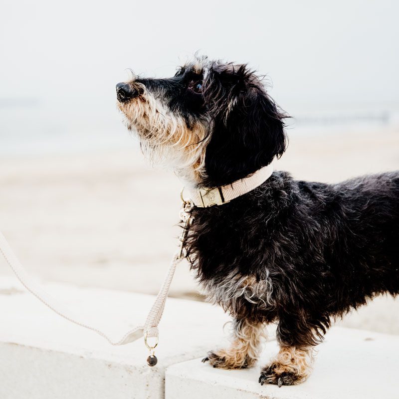 Kentucky Dogwear Wool Dog Collar - Image 4