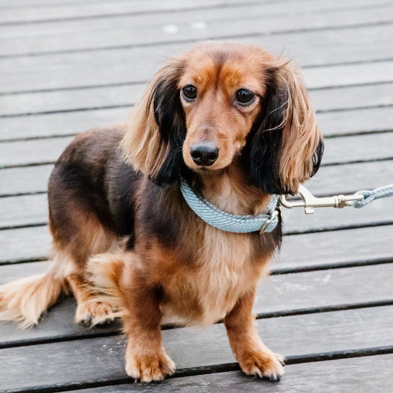 Kentucky Dogwear Wool Dog Collar - Image 2