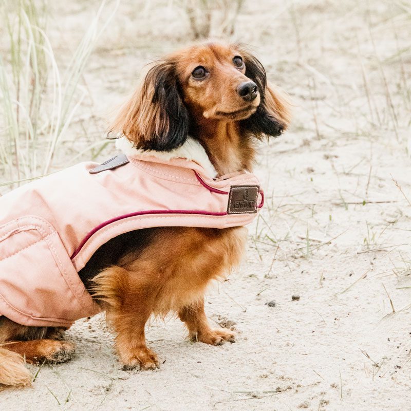 Dachshund Waterproof Dog Coat Coral Beach 2