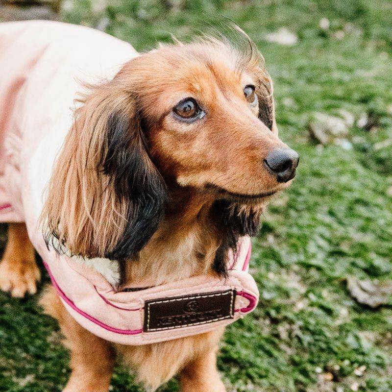 Waterproof Dachshund Dog Coat 160g - Image 2