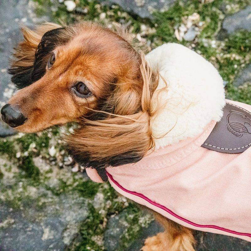 Waterproof Dachshund Dog Coat 160g - Image 4