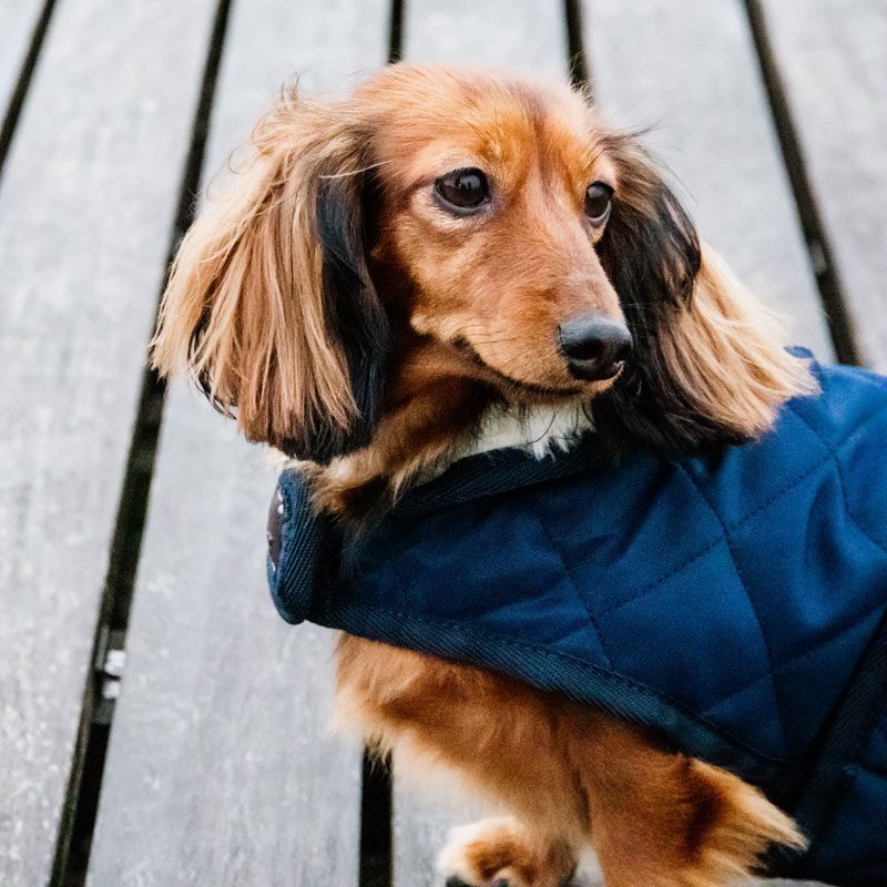 Kentucky Dogwear Classic Dog Coat - Image 3