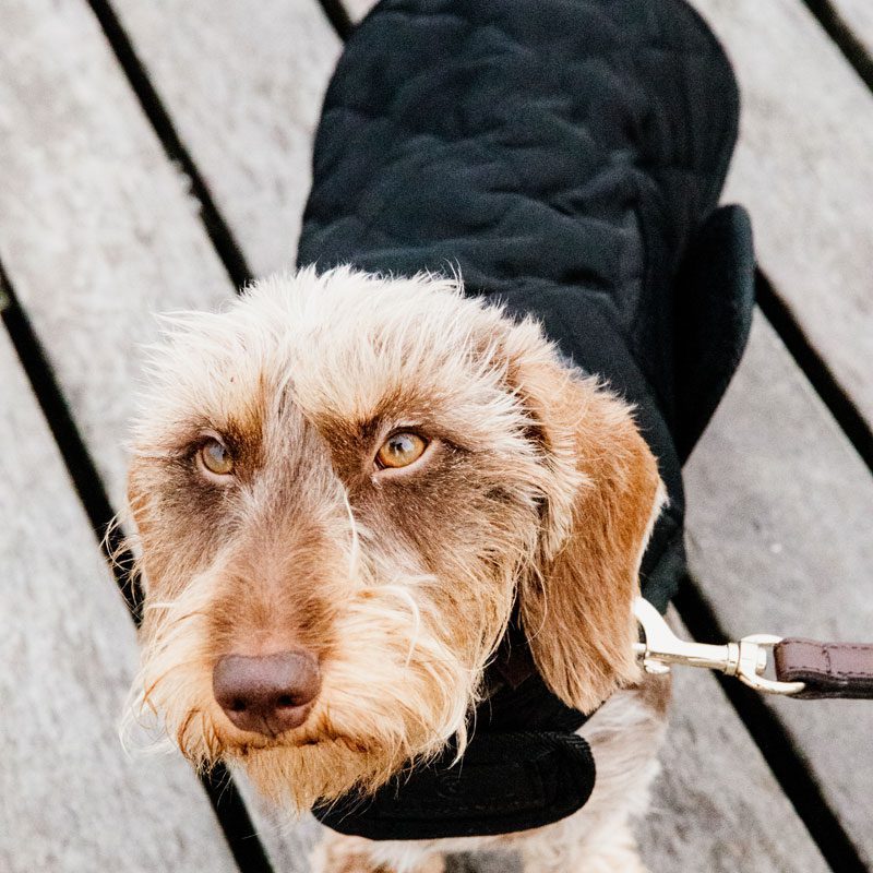 Kentucky Dogwear Classic Dog Coat - Image 5