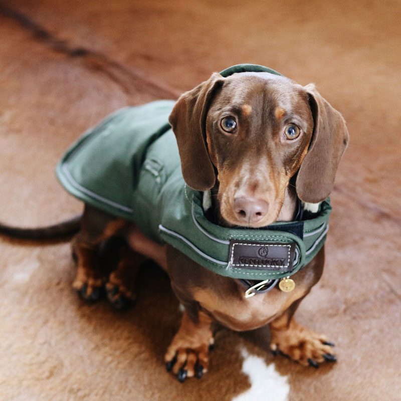 Kentucky Waterproof Dog Coat 300g Dachshund