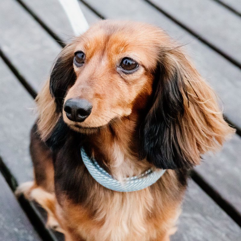 Kentucky Dogwear Wool Dog Collar Light Blue Dachshund Superfood