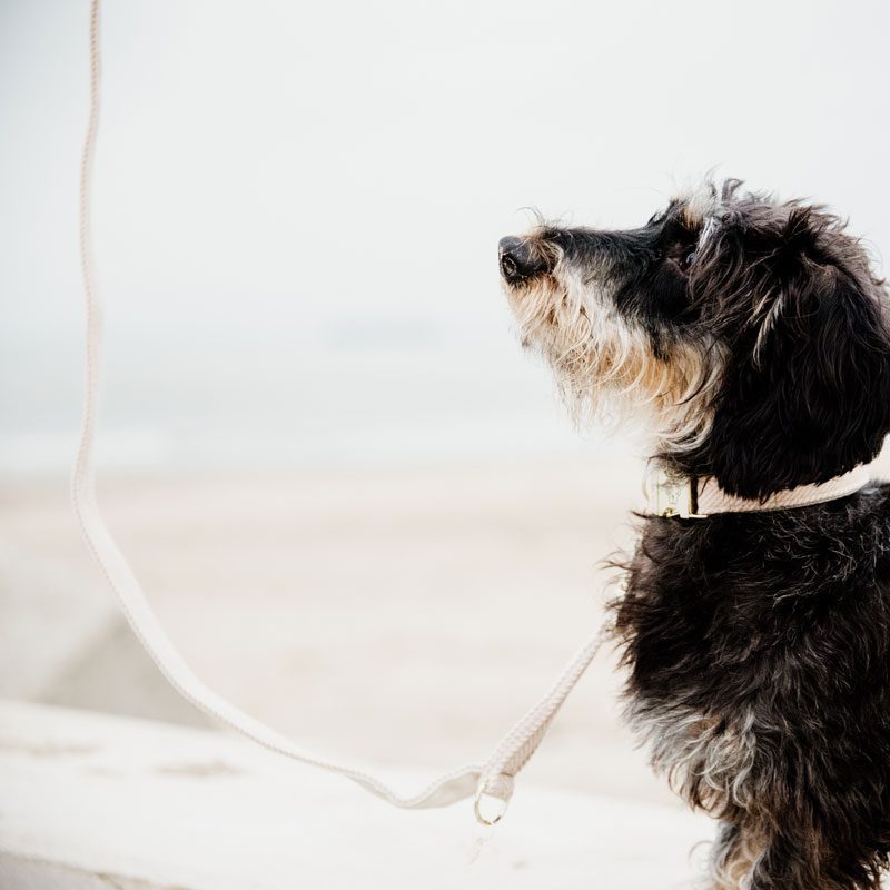 Kentucky Dogwear Wool Dog Lead Beige 2m 2