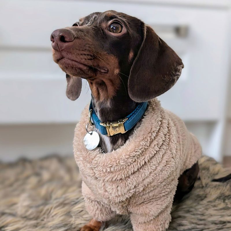 Kentucky Teddy Fleece Dog Coat Beige 1