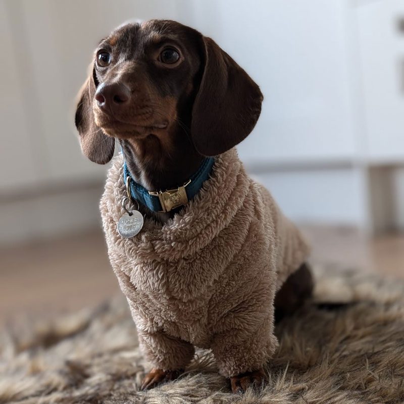 Kentucky Teddy Fleece Dog Coat - Image 2