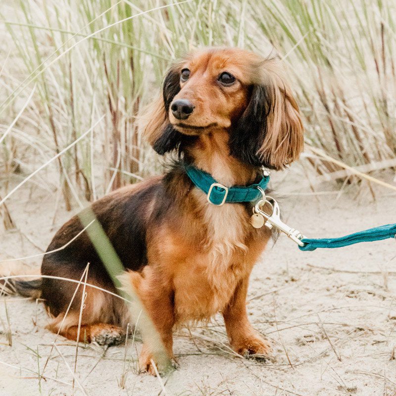 Kentucky Dogwear Velvet Dog Collars - Image 3