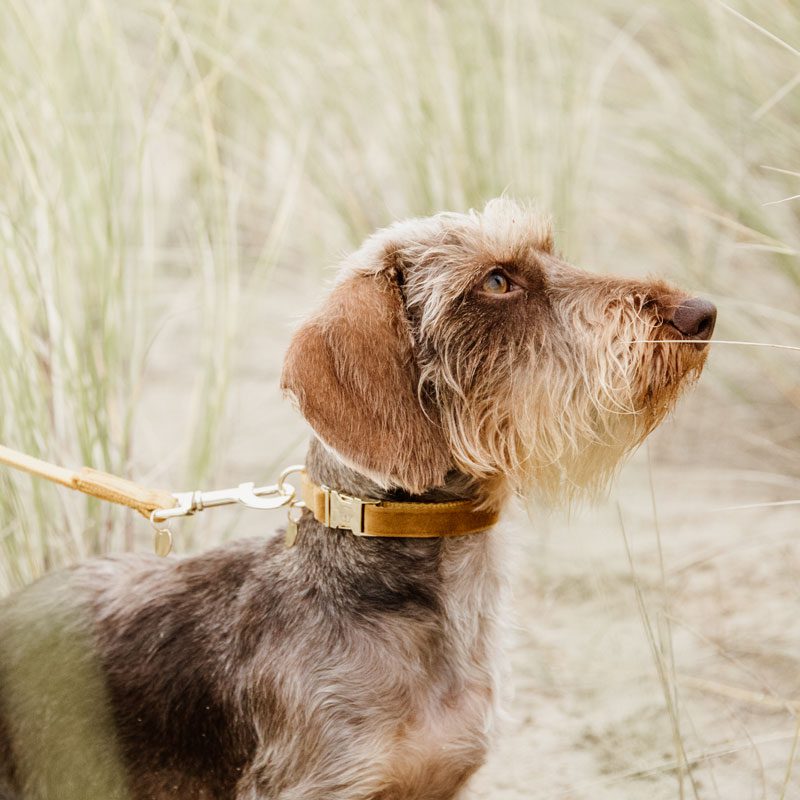 Kentucky Dogwear Velvet Dog Collars - Image 2