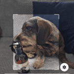 CALM Organic Hemp Oil for Dogs