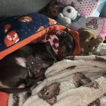 Dachshund Veterinary Range - Skin and Coat Care - Adult Dog