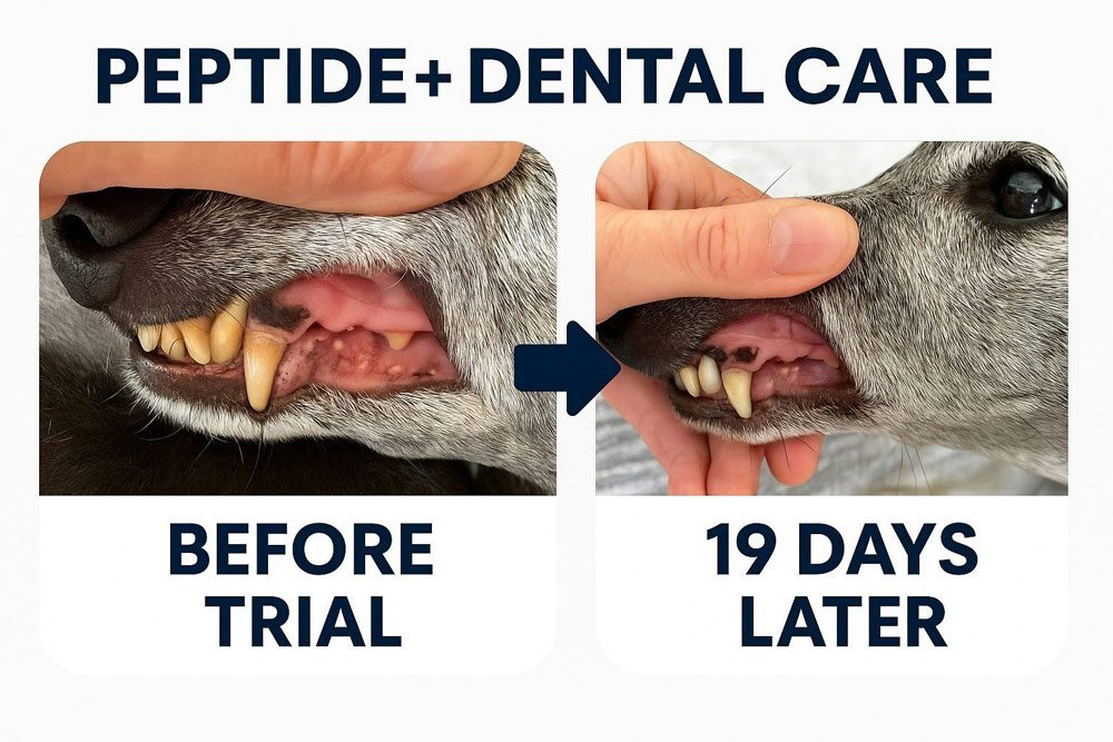 Dachshund Dental Care - Adult Dog - Vet Range - Image 4