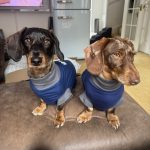 Dachshund Dental Care - Adult Dog - Vet Range